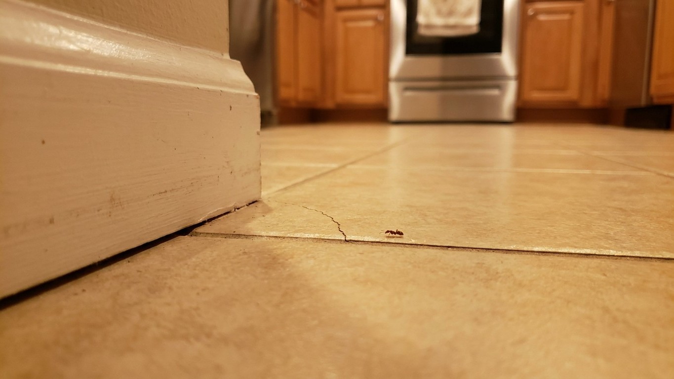 Je cachais le sucre en hauteur chaque été à cause des fourmis : le soir où j'ai regardé ce qui se passait derrière ma plin...
